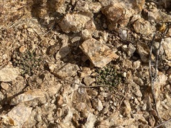 Mammillaria peninsularis