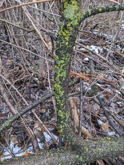 Flavoparmelia caperata