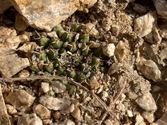 Mammillaria peninsularis