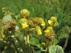 Hermannia transvaalensis