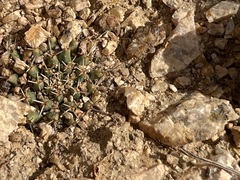 Mammillaria peninsularis