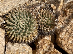 Mammillaria peninsularis