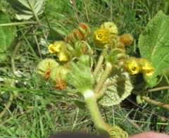 Hermannia transvaalensis