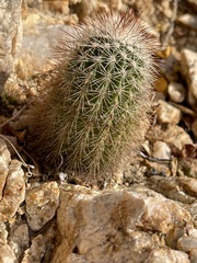 Echinocereus sciurus
