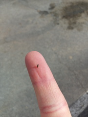 Coleophora versurella