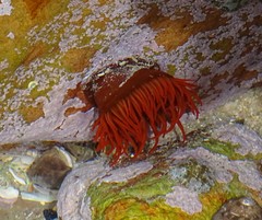 Actinia ebhayiensis