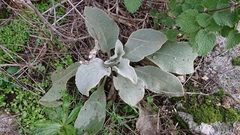 Verbascum rotundifolium