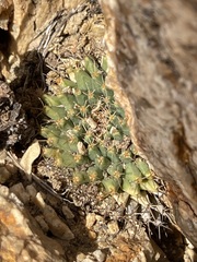 Mammillaria peninsularis