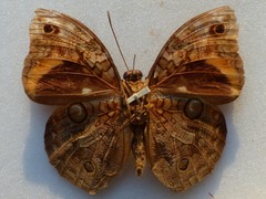 Opsiphanes cassina chiriquensis