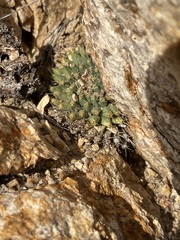 Mammillaria peninsularis