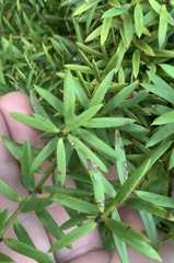 Peristoreus flavitarsis