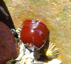 Actinia ebhayiensis