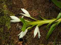 Maxillaria lutescens