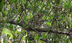 Synallaxis frontalis