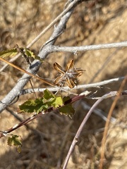Hibiscus ribifolius