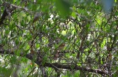 Synallaxis frontalis