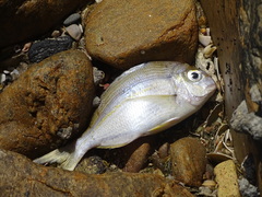 Rhabdosargus holubi