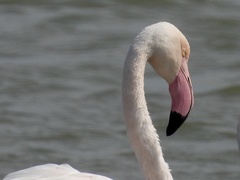 Phoenicopterus roseus