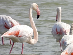 Phoenicopterus roseus
