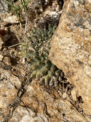 Mammillaria peninsularis