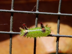 Anaxidia lactea
