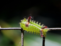 Anaxidia lactea
