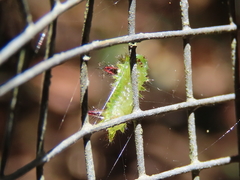Anaxidia lactea