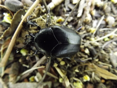 Cotinis antonii
