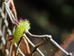 Anaxidia lactea