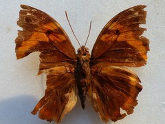 Opsiphanes cassina chiriquensis