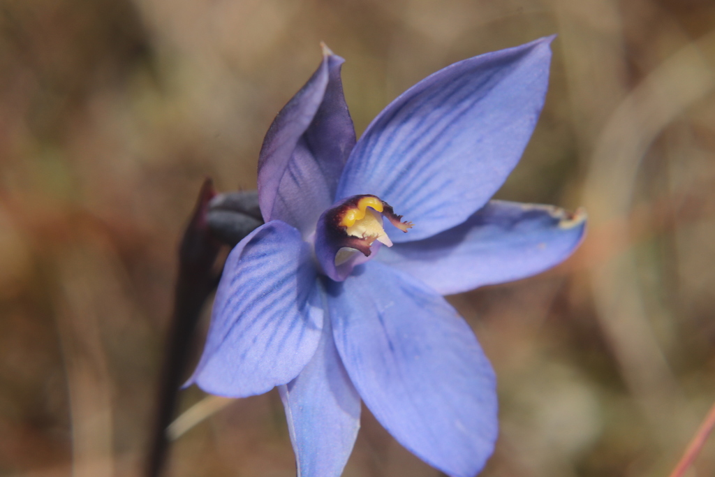Thelymitra pulchella