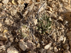 Mammillaria peninsularis