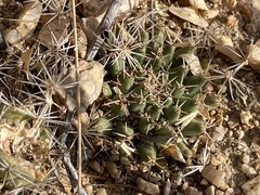 Mammillaria peninsularis