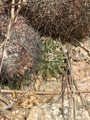 Mammillaria peninsularis