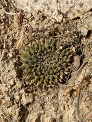 Mammillaria peninsularis