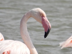Phoenicopterus roseus