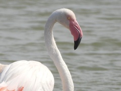 Phoenicopterus roseus