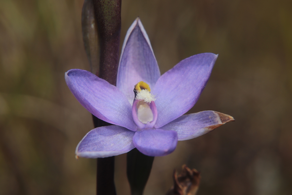 Thelymitra hatchii