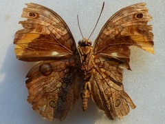 Opsiphanes cassina chiriquensis