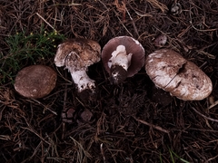 Agaricus pattersoniae