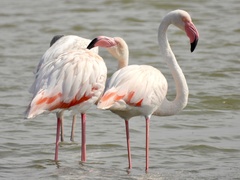 Phoenicopterus roseus