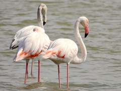 Phoenicopterus roseus