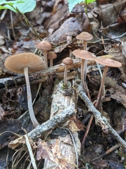 Collybiopsis subnuda