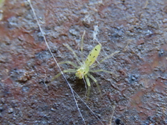 Astilodes mariae