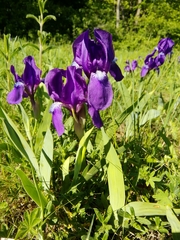 Iris aphylla