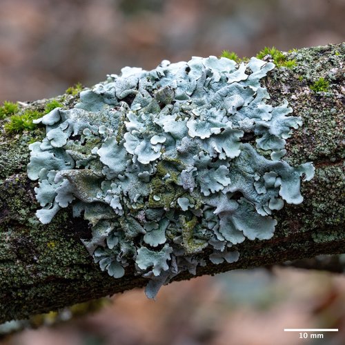 diskovka lipová (Parmelina tiliacea)