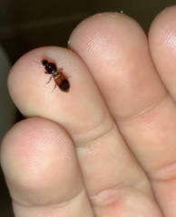 Clivina basalis