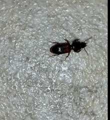 Clivina basalis