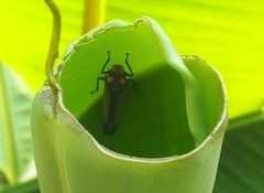 Sphaeropogonia aureatula
