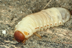 Pericoptus